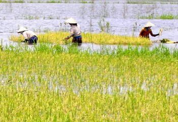 Farmers harvest rice in midst of rising floodwaters in the Mekong Delta (Photo: SGGP)